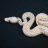 Power House Reptiles