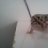 pictusgecko