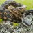 Snakewest151