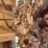 Backyard Reptiles