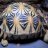 CoastalTortoise