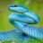 Snakeysnake12