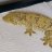 TheReptileEmporium26
