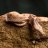 Naturalist_herps
