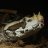 RegeraTReptiles