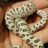 jandsreptiles