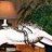 Southern_Belle