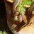 djsreptiles2005