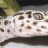 www.leogeckos.com