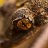 Uroplatus