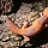 R & B Geckos