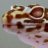 GECKOFREAK