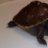 terrapin44