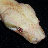 VanZwedenReptiles