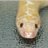 reptilicus81