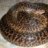 Clastolepis