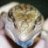 HerpsinIN