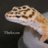 XGeckos
