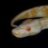 Gecko_Den
