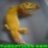 tjreptiles