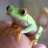 buywholefrogs