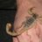 Gate City Reptiles