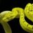 Casper The Python :)