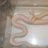 lcpython