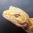 CSMGecko