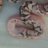 ReedsReptiles