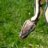 divine_reptiles