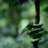 greentreepythons