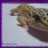 geckos4me