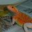 dragonluver83