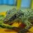 Crazy4Herps