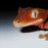 REPTILES4RMLU