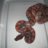 Reptilia_Extreme