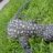 bios y reptiles