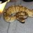snakemami