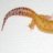 Moonrock Reptiles