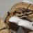 geckos-by-pam