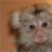thatdamnmonkey