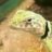 hardcoreherps