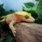 RiverBend_reptiles