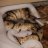 reptilejunkie33