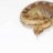 TKO Reptiles