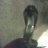 night_adder