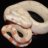 coldbloodedconstrictor