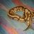 OakRidgeSnakes