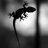 GeckoGirl2010